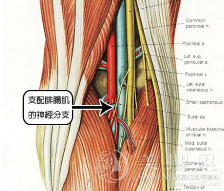 腓肠肌术瘦小腿有副作用吗？多少钱？是永