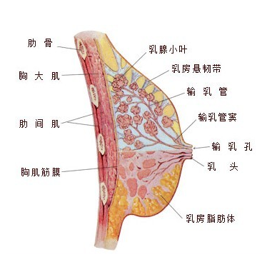 北京三元网讲解乳房下垂整形方法