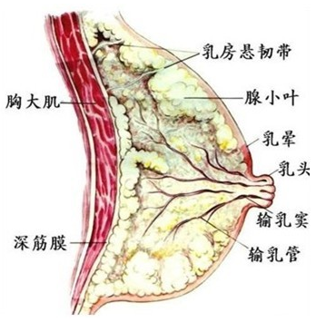 乳头内陷你不得不重视