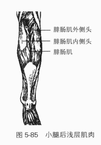 小腿吸脂减肥原理介绍