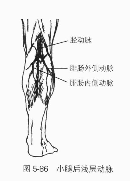 小腿吸脂减肥原理介绍