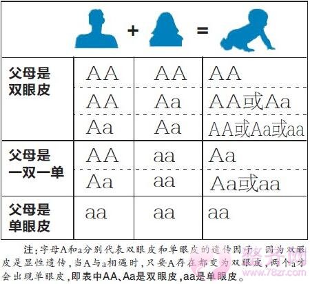 双眼皮的由来