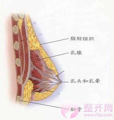 假体结合自体脂肪隆胸整形趋势