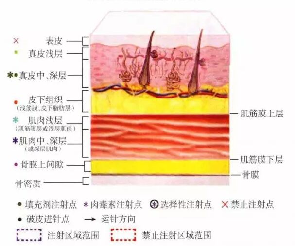 皮肤的神经、皮下组织、SMAS层整形讲解