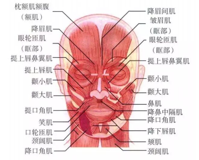 微整形注射相关的解剖学知识