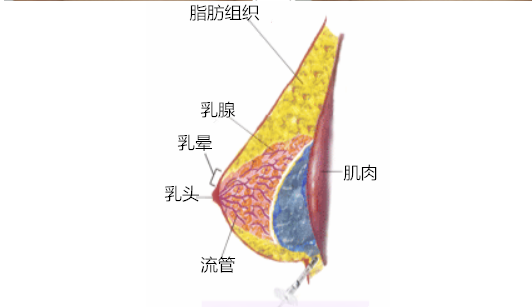 无需手术的没问题趋势--胸部微整形