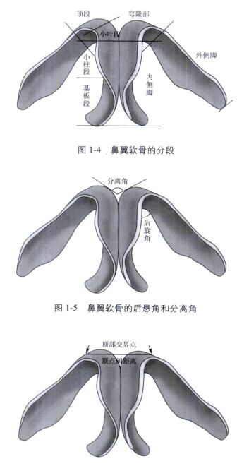 鼻部的深层支架和结构解析