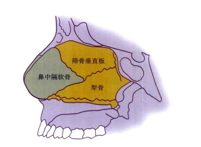 鼻部的深层支架和结构解析