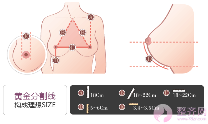 活性脂肪编码丰胸术