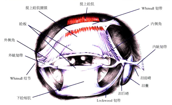 上眼睑下垂怎么办？手术费用多少钱？