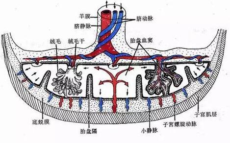 注射注射瘦脸后发现怀孕 对胎儿有影响吗？