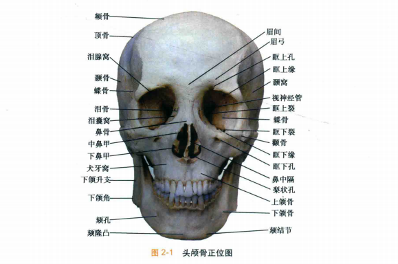 骨性结构你了解多少？科普