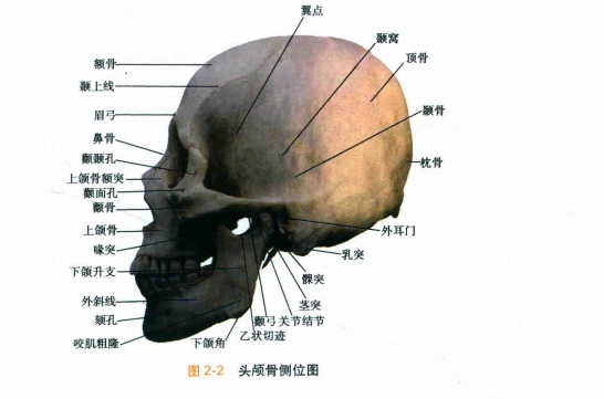 骨性结构你了解多少？科普