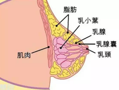 假体隆胸，让你摆脱地心引力