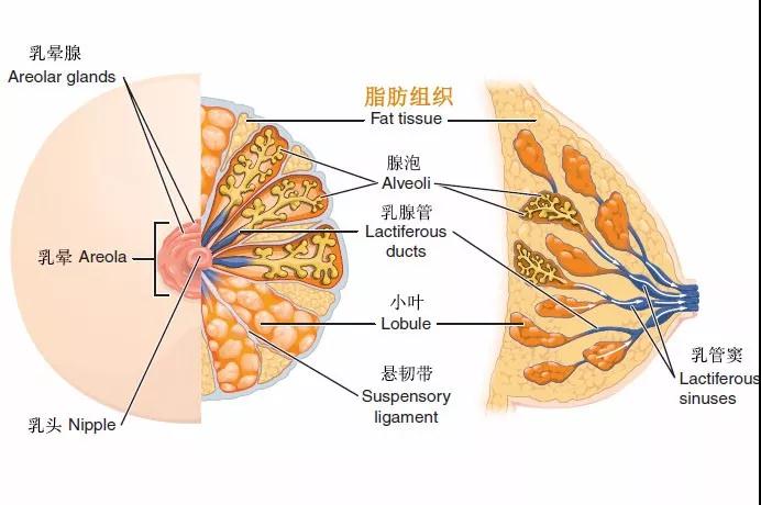 自体脂肪丰胸能不能看出来？